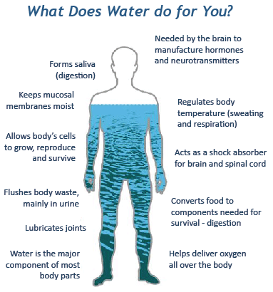 Water The Body